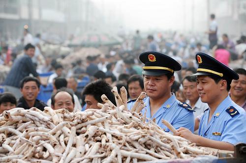 8月17日,在安徽省亳州市譙城區(qū)十九里鎮(zhèn)的地產(chǎn)中藥材交易市場(chǎng)內(nèi),兩名譙城區(qū)工商局的工作人員對(duì)白芍進(jìn)行質(zhì)量檢測(cè)。 目前正值中藥材白芍的上市時(shí)期,每天到亳州譙城區(qū)十九里鎮(zhèn)的地產(chǎn)中藥材交易市場(chǎng)進(jìn)行交易的藥農(nóng)絡(luò)繹不絕。據(jù)悉,享有“白芍之鄉(xiāng)”美譽(yù)的安徽省亳州市譙城區(qū)十九里鎮(zhèn)中藥材種植面積大,從事內(nèi)外購(gòu)銷的人數(shù)達(dá)4000人以上,年交易額超過(guò)2億元。新華社發(fā)(張延林 攝)