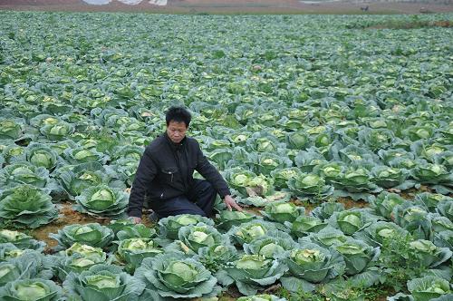 3月23日,鄧世權(quán)在菜地里看著一大片未及時(shí)采摘的椰菜有些發(fā)愁。云南盈江地震發(fā)生后,廣西南寧市橫縣青年農(nóng)民鄧世權(quán)和黃志斌想將自己種植的約20萬公斤椰菜捐獻(xiàn)給災(zāi)區(qū)同胞,但苦于聯(lián)系不到運(yùn)輸車輛,這批已經(jīng)成熟的椰菜有的已經(jīng)開始爛了。目前,當(dāng)?shù)貓F(tuán)委正在積極聯(lián)系尋找車輛,爭取早日將這批愛心蔬菜運(yùn)往災(zāi)區(qū)。新華社發(fā)