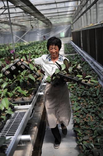 5月25日,在河北省冀州市蝴蝶蘭花卉生產(chǎn)基地,工人正在搬運(yùn)蝴蝶蘭。新華社記者 王民 攝
