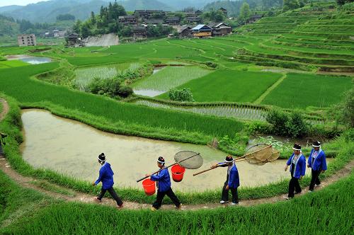 6月14日,在廣西三江縣良口鄉(xiāng)曬江村,侗族婦女走在回家的路上。 在廣西三江侗族自治縣的侗鄉(xiāng)村寨,村民們有在稻田中養(yǎng)禾花魚的習(xí)慣。秋收時(shí),捉完稻田中養(yǎng)的禾花魚后,接著在田里放養(yǎng)新一批魚苗,待到來年夏季插中稻前,村民們把養(yǎng)大的禾花魚打撈清田,以免剛插下的秧苗被魚損壞。目前,大山里的侗族村民正抓住近日雨水充沛的時(shí)機(jī),清田魚,插中稻。所謂“禾花魚”,是指養(yǎng)在稻田中吃稻花、吃蟲子的魚。當(dāng)?shù)夭簧俅逭磕贽r(nóng)歷六月初六前后“新禾節(jié)”期間,村民們都要舉辦禾花魚節(jié),大家在田壟上燒魚,吃糯米飯,喝米酒,以此來慶祝豐收。新華社發(fā)(賴柳生 攝)
