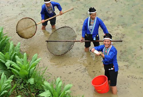6月14日,在廣西三江縣良口鄉(xiāng)曬江村,侗族婦女在田間打撈禾花魚。 新華社發(fā)(賴柳生 攝)