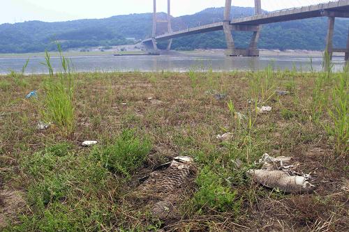 這是5月15日在江西湖口拍攝的鄱陽(yáng)湖大橋附近干涸的湖床。新華社發(fā)(張俊 攝)