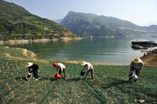 4月21日,當(dāng)?shù)剞r(nóng)民在三峽庫區(qū)湖北省宜昌市秭歸縣香溪河口馬槽嶺為消落帶草坡澆水。光禿禿的消落帶一直以來是三峽庫區(qū)蓄水以來生態(tài)治理的重點(diǎn)。日前,湖北秭歸三峽庫區(qū)香溪段開始在消落帶種植“長根系”草本植物,探索破解三峽水庫消落帶的綠化、護(hù)坡和生態(tài)修復(fù)等難題。新華社發(fā)(鄭家裕 攝)