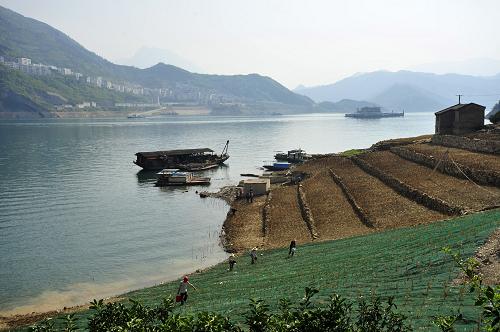 4月21日在三峽庫區(qū)湖北省宜昌市秭歸縣香溪河口馬槽嶺消落帶拍攝的已種植的草坡。新華社發(fā)(鄭家裕 攝)