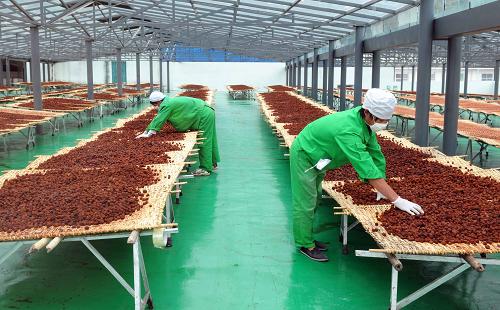 小梅子開拓大市場 梅果產(chǎn)業(yè)富農家 10月25日,兩名工作人員在云南省大理白族自治州洱源縣洱寶話梅廠的太陽能溫室內晾曬梅果。 近年來,云南省大理白族自治州洱源縣按照市場需求大力調整農業(yè)產(chǎn)業(yè)結構,采用“公司+基地+農戶+自主創(chuàng)新”的新型農業(yè)產(chǎn)業(yè)化模式發(fā)展梅果產(chǎn)業(yè)。全縣目前種植梅果的面積達8.3萬多畝,鮮梅年產(chǎn)量1.3萬多噸,已有10多家大中型梅果加工的龍頭企業(yè),上百種梅果產(chǎn)品遠銷日本、韓國等地及國內各省區(qū),為當?shù)厣贁?shù)民族群眾脫貧致富找到了一條新路。數(shù)萬名當?shù)剞r民靠種植梅果及在梅果加工企業(yè)內工作,每年人均增收超過1萬元。 新華社記者藺以光攝