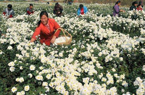 滁州農(nóng)民喜采豐收菊 11月4日,滁州市南譙區(qū)城西村菊農(nóng)正在采摘菊花。近日,安徽滁州南譙區(qū)5000畝菊花進(jìn)入花蕾成熟期,廣大菊農(nóng)正抓緊有利天氣開始全面采摘。近年來,南譙區(qū)充分利用滁菊原產(chǎn)地優(yōu)勢(shì),大力發(fā)展滁菊產(chǎn)業(yè),現(xiàn)已形成生產(chǎn)、加工、銷售一體化,每年可為菊農(nóng)人均增收約2000元。 新華社發(fā)(王家國(guó) 攝)
