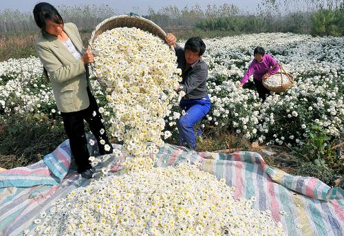 11月4日,滁州市南譙區(qū)新莊村菊農(nóng)收集采摘的菊花。近日,安徽滁州南譙區(qū)5000畝菊花進(jìn)入花蕾成熟期,廣大菊農(nóng)正抓緊有利天氣開始全面采摘。近年來,南譙區(qū)充分利用滁菊原產(chǎn)地優(yōu)勢(shì),大力發(fā)展滁菊產(chǎn)業(yè),現(xiàn)已形成生產(chǎn)、加工、銷售一體化,每年可為菊農(nóng)人均增收約2000元。 新華社發(fā)(王家國(guó) 攝)