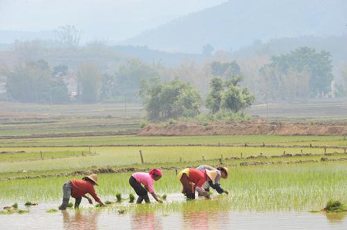 4月7日,文東鄉(xiāng)多依樹村農(nóng)民在栽插早稻秧。 地處云南省亞熱帶河谷區(qū)的文東鄉(xiāng)和上允鎮(zhèn)是該省普洱市瀾滄縣的早稻主產(chǎn)區(qū)。目前,兩鄉(xiāng)鎮(zhèn)毗連的8000多畝早稻田已經(jīng)進(jìn)入泡水插秧期。當(dāng)?shù)馗髯迦罕娂娂娤绿飫谧鳎潘匝?,田間一派繁忙景象。 新華社記者陳海寧攝