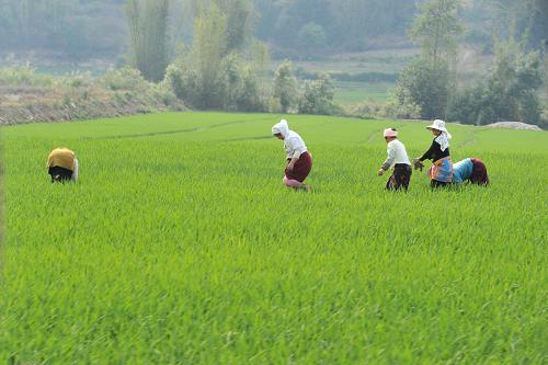 4月7日,上允鎮(zhèn)幾位村民在秧田里勞作。 地處云南省亞熱帶河谷區(qū)的文東鄉(xiāng)和上允鎮(zhèn)是該省普洱市瀾滄縣的早稻主產(chǎn)區(qū)。目前,兩鄉(xiāng)鎮(zhèn)毗連的8000多畝早稻田已經(jīng)進(jìn)入泡水插秧期。當(dāng)?shù)馗髯迦罕娂娂娤绿飫谧鳎潘匝恚镩g一派繁忙景象。 新華社記者陳海寧攝