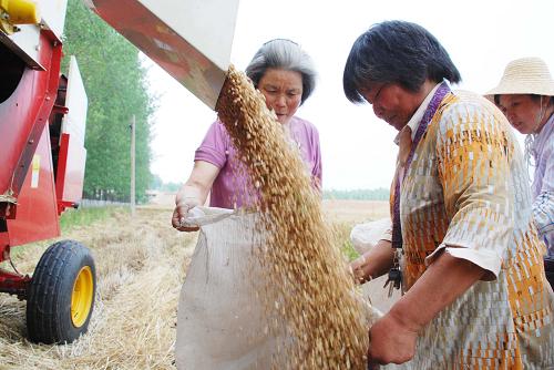 6月9日,農(nóng)民將收獲的小麥裝袋。 連日來,江蘇省贛榆縣抓住好天氣,組織3000余臺聯(lián)合收割機(jī)為農(nóng)民機(jī)械化搶收小麥,全縣60萬畝小麥將在6月15日前后全部搶收完畢。 新華社發(fā)(朱代桂 攝)