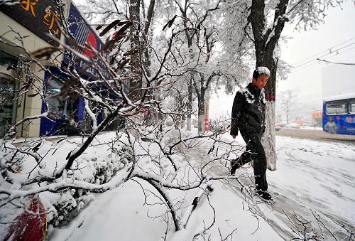 山西發(fā)布暴雪紅色預(yù)警信號(hào) 11月10日,市民從太原街頭一棵被積雪壓斷的樹木旁走過。 當(dāng)日14時(shí)23分,山西省氣象臺(tái)發(fā)布暴雪紅色預(yù)警信號(hào),預(yù)警區(qū)域包括太原、陽泉、晉中、呂梁、臨汾以及長治北部,預(yù)計(jì)未來6小時(shí)內(nèi)降雪量將達(dá)15毫米以上,對(duì)交通和農(nóng)牧業(yè)有較大影響。 新華社記者 范敏達(dá) 攝