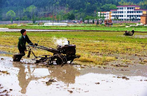 3月30日,福建省邵武市洪墩鎮(zhèn)水口寨農(nóng)民在準(zhǔn)備插秧。新華社記者 張國俊 攝