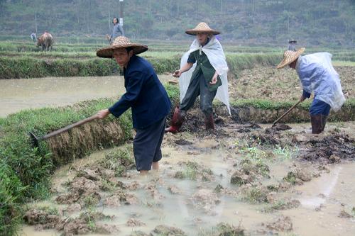 3月30日,廣西羅城縣懷群鎮(zhèn)劍江村農(nóng)民在田里除草,為耙田育秧做準(zhǔn)備。新華社發(fā)(吳耀榮 攝)