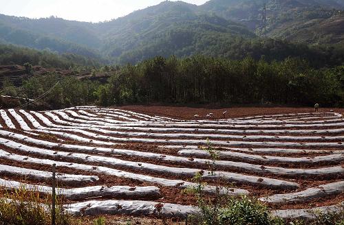 云南省普洱市墨江哈尼族自治縣聯(lián)珠鎮(zhèn)路水村的村民在田間勞作,這里的生產(chǎn)生活用水是由武警官兵每天用送水車?yán)瓉淼模?月8日攝)。新華社記者 藺以光 攝