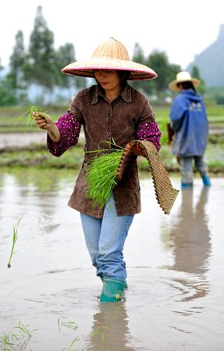 4月13日,廣西上林縣大豐鎮(zhèn)里丹村農(nóng)民在田間拋秧。新華社記者 張愛林 攝