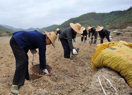 4月14日,在廣西西林縣西平鄉(xiāng)者革村,村民在播種生姜。新華社記者 周華 攝