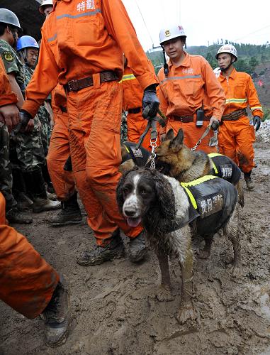6月29日,消防部門出動搜救犬參與搜救。新華社發(fā)(彭年 攝)