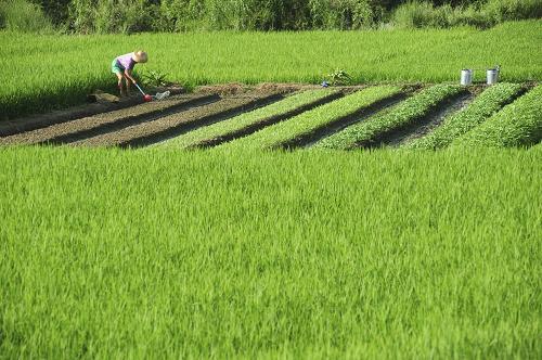 7月7日,瓊海市嘉積鎮(zhèn)的農(nóng)民在澆灌作物。當天是農(nóng)歷小暑,海南瓊海市由于近日高溫少雨,出現(xiàn)明顯旱情。當?shù)厝罕娂訌娞镩g管理,確保晚稻獲得好收成。新華社發(fā)(蒙鐘德 攝)