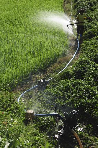 7月7日,瓊海市嘉積鎮(zhèn)的農(nóng)民引水澆灌稻田。新華社發(fā)(蒙鐘德 攝)
