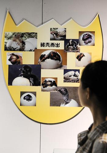 7月15日,一名參觀者在觀看展覽。新華社記者 李勇 攝