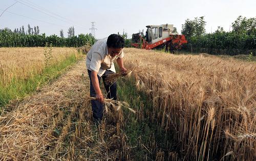 7月15日,寧夏吳忠市利通區(qū)古城鎮(zhèn)一位農(nóng)民在小麥田里揀麥穗。新華社記者 劉泉龍 攝