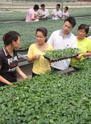 7月22日,在山東省臨沂現(xiàn)代科技示范園育苗工廠,安徽農(nóng)業(yè)大學(xué)博士張紅(左二)在為技術(shù)人員講解夏季育苗技術(shù)要點。新華社發(fā)(杜昱葆 攝)