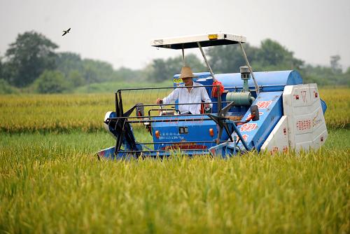7月26日,一臺收割機(jī)在江西省新建縣樵舍鎮(zhèn)永強(qiáng)村早稻田作業(yè)。新華社記者 周科 攝
