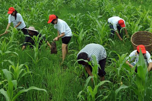 7月26日,幾名大學(xué)生和村民一起在重慶市南川區(qū)大觀鎮(zhèn)鐵橋村一處玉米地里鋤草。今年暑期,西南大學(xué)積極創(chuàng)新大學(xué)生社會實踐活動形式,在全校學(xué)生中開展進基層、進村子、進農(nóng)戶,與農(nóng)民群眾同吃、同住、同勞動的“三進三同”暑期社會實踐活動,眾多大學(xué)生深入基層一線,開展支教、支農(nóng)、農(nóng)村留守兒童成長關(guān)愛服務(wù)。新華社記者 周衡義 攝