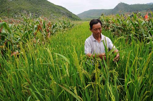 當(dāng)?shù)剞r(nóng)民在察看莊稼長(zhǎng)勢(shì)(8月30日攝)。 針對(duì)山區(qū)、半山區(qū)旱作農(nóng)業(yè)的發(fā)展需求,云南省農(nóng)科院糧食作物研究所利用國(guó)外引智成果,積極選育高產(chǎn)穩(wěn)產(chǎn)陸稻品種,推廣規(guī)范化陸稻間作玉米等栽培技術(shù)來(lái)提高復(fù)合產(chǎn)量、飼草多樣性,在助農(nóng)增收、促進(jìn)山區(qū)農(nóng)業(yè)可持續(xù)發(fā)展方面成效顯著。新華社記者 吉哲鵬 攝