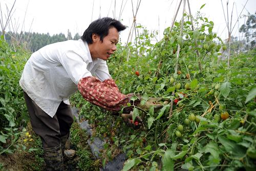 11月18日,廣西百色市田陽(yáng)縣菜農(nóng)在田間采摘西紅柿。新華社發(fā)(莫有合 攝)