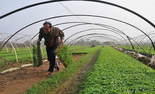 12月1日,萬寧市萬城鎮(zhèn)農(nóng)民正在搬運泡椒苗。新華社記者 趙葉蘋 攝