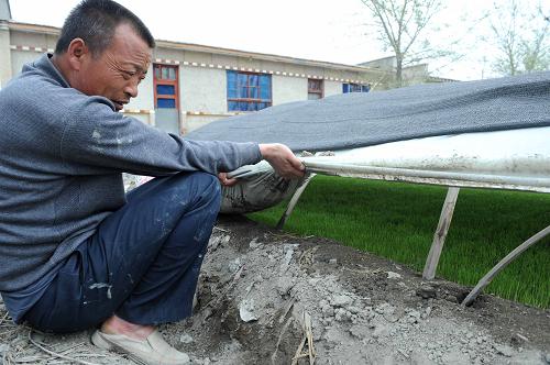 烏魯木齊米東區(qū)羊毛工鎮(zhèn)新建村水稻種植戶曹佳友在查看秧苗的生長(zhǎng)情況(4月21日攝)。進(jìn)入4月中下旬以來(lái),烏魯木齊米東區(qū)水稻種植戶紛紛抓緊時(shí)間培育秧苗,為春播生產(chǎn)做準(zhǔn)備。有近130年水稻種植歷史的米東區(qū)目前擁有水稻10萬(wàn)畝,是新疆三大水稻產(chǎn)區(qū)之一。新華社記者 王菲 攝
