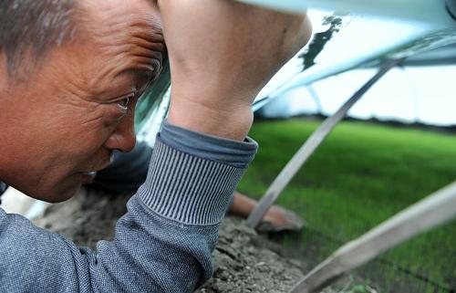 烏魯木齊米東區(qū)羊毛工鎮(zhèn)新建村水稻種植戶曹佳友在查看秧苗的生長(zhǎng)情況(4月21日攝)。新華社記者 王菲 攝