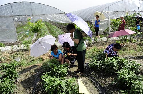 7月8日,來(lái)自成都市區(qū)東光街道翡翠城社區(qū)的居民來(lái)到雙流縣金橋鎮(zhèn)鰱魚(yú)村久天農(nóng)場(chǎng)參觀(guān)有機(jī)蔬菜種植。新華社記者 江宏景 攝