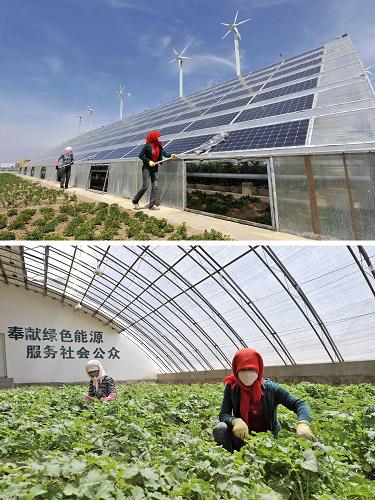 上圖:8月4日,工作人員在清潔光伏溫室太陽能電池板。下圖:8月4日,工作人員在光伏溫室內(nèi)采摘蘿卜。新華社記者 王鵬 攝