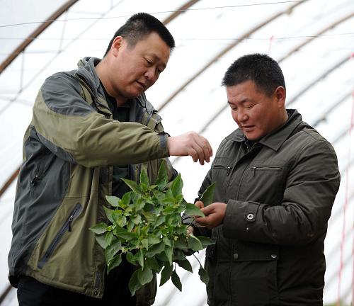 11月29日,在新疆布爾津縣設(shè)施農(nóng)業(yè)示范園區(qū)蔬菜大棚內(nèi),縣農(nóng)業(yè)局副局長魏成武(左)在了解蔬菜長勢情況。新疆布爾津縣大力發(fā)展設(shè)施農(nóng)業(yè),創(chuàng)新“政府補(bǔ)、貸款扶、農(nóng)民籌”等設(shè)施農(nóng)業(yè)發(fā)展模式。目前,近70座的日光溫室深冬生產(chǎn)型大棚里的蔬菜長勢喜人,有望新年上市,緩解居民冬季購買蔬菜難的問題。新華社記者 沙達(dá)提 攝