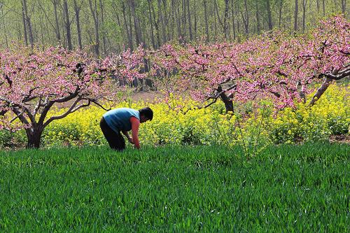 2012年4月13日,河南省內(nèi)黃縣豆公鄉(xiāng)崔大晁村村民關(guān)秀得在管理麥田。今年57歲的關(guān)秀得家中5口人,12畝耕地,其中有2畝桃園。“原來(lái)割麥都用鐮刀,裝車往外拉,然后打場(chǎng)、晾曬,一片麥田得用十來(lái)天才能收完?,F(xiàn)在俺一個(gè)老婆子一天不用就把麥子收好了”,關(guān)秀得說(shuō)。新華社發(fā)(劉肖坤 攝)