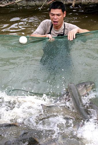 廣西浦北縣官垌鎮(zhèn)垌口村一名農(nóng)戶收獲養(yǎng)殖的官垌草魚(6月17日攝)。據(jù)廣西壯族自治區(qū)統(tǒng)計數(shù)據(jù)顯示,上半年全區(qū)農(nóng)林牧漁業(yè)增加值471.89億元,同比增長3.9%。盡管部分地區(qū)遭遇旱澇災害雙重考驗,上半年廣西農(nóng)業(yè)生產(chǎn)仍保持平穩(wěn)增長。新華社發(fā)(鄧昌平 攝)