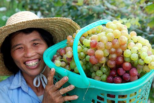 廣西南寧市蒙村一位農(nóng)民在百畝生態(tài)葡萄園展示剛采摘的優(yōu)質(zhì)紅提葡萄(7月3日攝)。據(jù)廣西壯族自治區(qū)統(tǒng)計數(shù)據(jù)顯示,上半年全區(qū)農(nóng)林牧漁業(yè)增加值471.89億元,同比增長3.9%。盡管部分地區(qū)遭遇旱澇災害雙重考驗,上半年廣西農(nóng)業(yè)生產(chǎn)仍保持平穩(wěn)增長。新華社發(fā)(喻湘泉 攝)