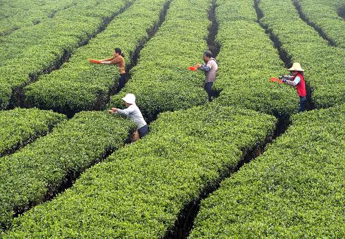 廣西昭平縣茶農(nóng)在高山生態(tài)茶園采摘夏茶(6月6日攝)。據(jù)廣西壯族自治區(qū)統(tǒng)計數(shù)據(jù)顯示,上半年全區(qū)農(nóng)林牧漁業(yè)增加值471.89億元,同比增長3.9%。盡管部分地區(qū)遭遇旱澇災害雙重考驗,上半年廣西農(nóng)業(yè)生產(chǎn)仍保持平穩(wěn)增長。新華社發(fā)(黃旭胡 攝)