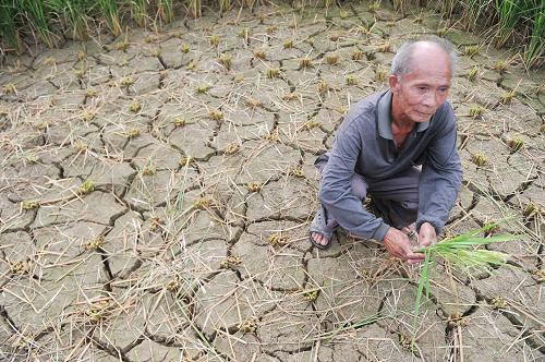 8月24日,73歲的貴州黔東南天柱縣石洞鎮(zhèn)坪地村村民楊宏輝站在因旱絕收的水稻地里,部分絕收的水稻已割去喂牛。楊宏輝家中今年種植的6畝水稻,有4畝因旱絕收。受晴熱高溫少雨天氣影響,貴州部分地區(qū)發(fā)生不同程度旱情,其中貴州省東部、東南部地區(qū)受旱較為嚴重。據(jù)悉,貴州黔東南苗族侗族自治州現(xiàn)已出現(xiàn)重級氣象干旱,9萬4千公頃農作物受旱,其中,水稻受災面積占播種面積的50.6%,部分重災區(qū)已因旱導致農作物絕收。新華社記者 歐東衢 攝