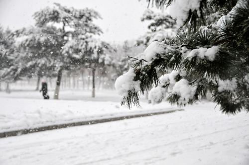 11月13日,積雪把長春市文化廣場上的松枝壓彎。從11月12日夜開始,吉林省出現(xiàn)暴雪天氣,各地公路交通受到嚴(yán)重影響,部分高速公路臨時關(guān)閉,大量長途客運(yùn)汽車停運(yùn),長春龍嘉國際機(jī)場也已關(guān)閉。長春市公安局交警支隊(duì)啟動惡劣天氣紅色應(yīng)急預(yù)案,全體外勤人員上崗指揮交通。新華社記者 齊海山 攝