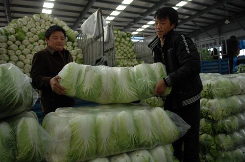 12月2日,杭州蔬菜批發(fā)交易市場內(nèi)的批發(fā)商搬運(yùn)本地供應(yīng)的白菜。商務(wù)部發(fā)布監(jiān)測數(shù)據(jù)顯示,11月22日至28日,重點(diǎn)監(jiān)測的食用農(nóng)產(chǎn)品和生產(chǎn)資料價格雙雙回落。其中,18種蔬菜平均批發(fā)價格比前一周下降5.9%。新華社記者 黃宗治 攝