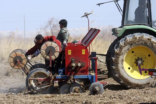 3月31日,新疆阿勒泰福海縣農(nóng)民進(jìn)行膜下滴灌機(jī)械化直播小麥作業(yè)。近日,新疆阿勒泰地區(qū)福海縣農(nóng)民利用天氣好轉(zhuǎn)的有利時(shí)機(jī)提早播種小麥,以利于保全苗、使小麥生育期延長(zhǎng)、提高小麥抗旱和抗倒伏能力,增加產(chǎn)量。新華社發(fā)(張秀科 攝)