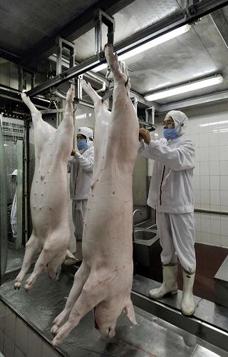 在規(guī)?;髽I(yè)惠州東進農(nóng)牧集團自己的屠宰場,工作人員在屠宰生豬(7月5日攝)。新華社記者 陳曄華 攝