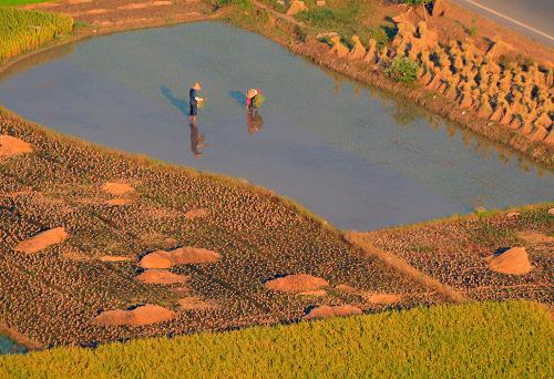 7月24日,廣西桂林臨桂縣會(huì)仙鎮(zhèn)的農(nóng)民在田里搶種水稻。7月23日大暑過(guò)后,廣西桂林迎來(lái)降雨天氣,為夏收、夏種創(chuàng)造了良好條件,當(dāng)?shù)剞r(nóng)民抓住有利時(shí)機(jī)搶收搶種。新華社發(fā)(王仲康 攝)