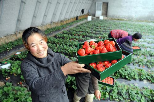 1月17日,東港市椅圈鎮(zhèn)農(nóng)民在大棚里采摘草莓。遼寧省東港市椅圈鎮(zhèn)是我國北方冬季反季節(jié)草莓的主要供應(yīng)基地之一,有草莓生產(chǎn)面積2萬畝,年產(chǎn)值約2億元。近年來,椅圈鎮(zhèn)依托日光溫室和防治病蟲害技術(shù),大力發(fā)展種植反季節(jié)草莓,產(chǎn)品銷路好,利潤高,不僅盤活當(dāng)?shù)亟?jīng)濟,還大幅增加了農(nóng)民收入。新華社記者 楊青 攝