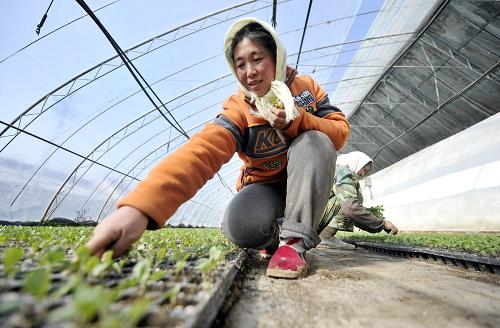 2月19日,一位農(nóng)戶在溫棚里給剛培育的甘藍幼苗清除雜草。隨著天氣轉(zhuǎn)暖,寧夏回族自治區(qū)各地陸續(xù)開始春耕備耕,在寧夏彭陽縣,一些當(dāng)?shù)剞r(nóng)戶開始了各類蔬菜瓜果幼苗的培育工作,以保障春耕的供應(yīng)。據(jù)了解,目前彭陽縣主要的育苗品種有辣椒、番茄、甘藍、甜瓜等10類,計劃在春耕前期和中期完成3277萬株蔬菜種苗的培育。新華社記者 彭昭之 攝