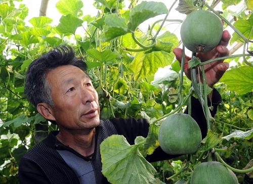 文安縣蔡黃甫村農(nóng)民董四護(hù)在采摘大棚甜瓜(4月26日攝)。近年來,河北省文安縣政府引導(dǎo)農(nóng)民種植錯(cuò)季優(yōu)質(zhì)甜瓜,并出資聘請(qǐng)農(nóng)業(yè)技術(shù)專家定期來為種植戶指導(dǎo)技術(shù),使種植戶獲得了良好的經(jīng)濟(jì)效益。據(jù)介紹,目前該縣優(yōu)質(zhì)大棚甜瓜種植面積達(dá)600多畝,種植戶每畝年純收入達(dá)1.5萬(wàn)元。新華社記者 楊世堯 攝