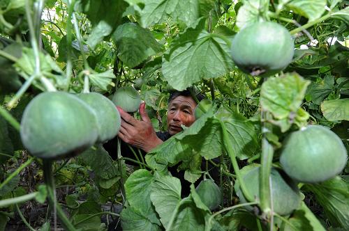 文安縣蔡黃甫村農(nóng)民董四護(hù)在采摘大棚甜瓜(4月26日攝)。近年來,河北省文安縣政府引導(dǎo)農(nóng)民種植錯(cuò)季優(yōu)質(zhì)甜瓜,并出資聘請(qǐng)農(nóng)業(yè)技術(shù)專家定期來為種植戶指導(dǎo)技術(shù),使種植戶獲得了良好的經(jīng)濟(jì)效益。據(jù)介紹,目前該縣優(yōu)質(zhì)大棚甜瓜種植面積達(dá)600多畝,種植戶每畝年純收入達(dá)1.5萬(wàn)元。新華社記者 楊世堯 攝